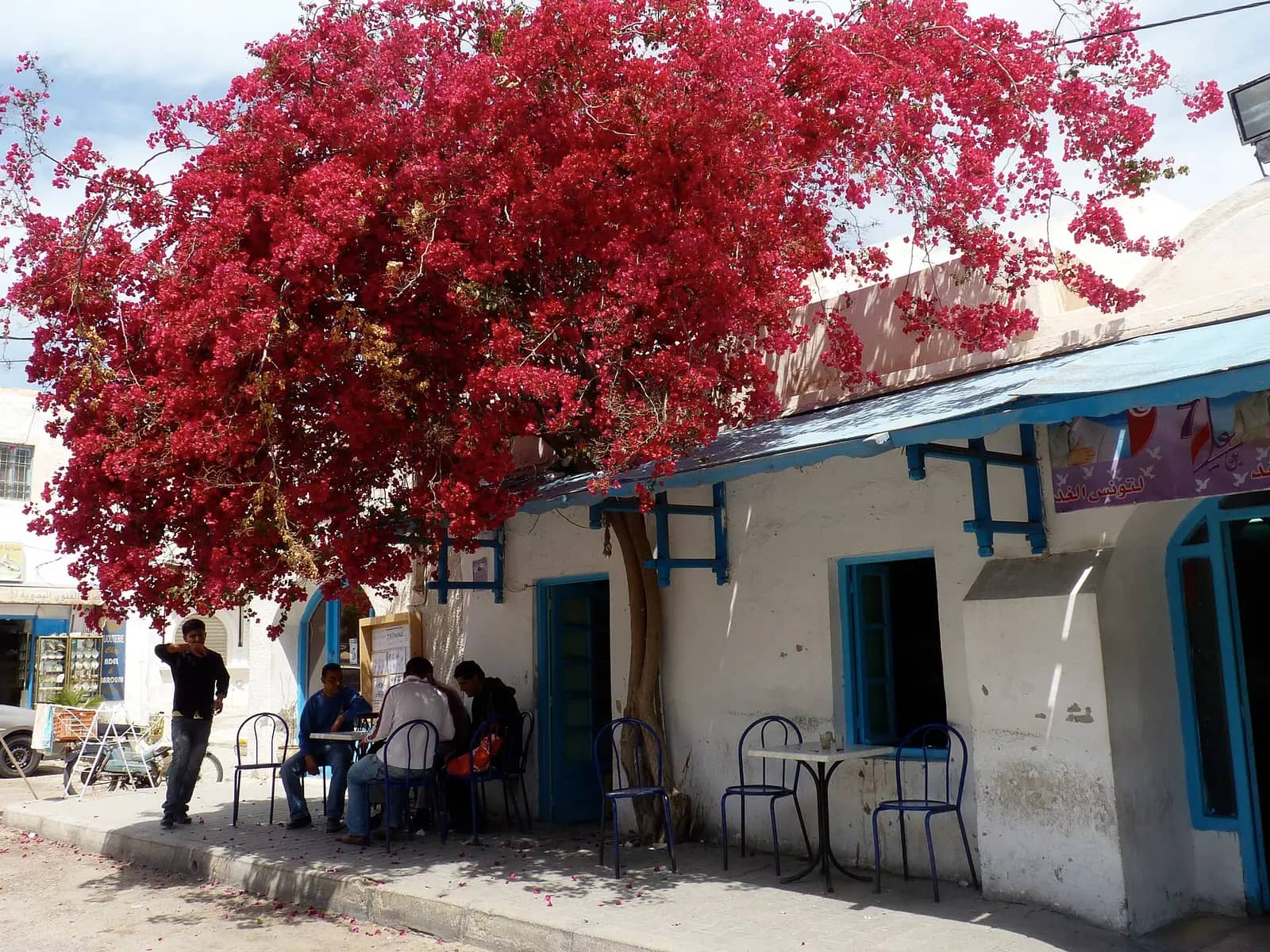 Whitewashed houses and palm trees on the island of Djerba