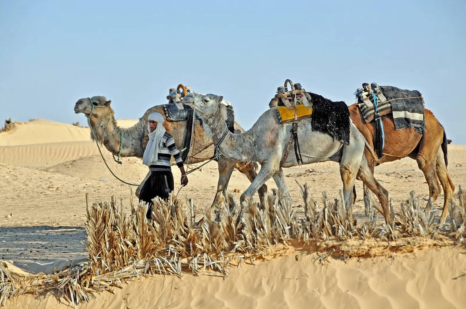 Camels on the Sahara dunes near Douz