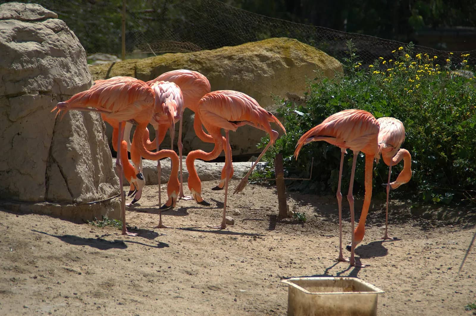 Pink flamingos at Friguia Park