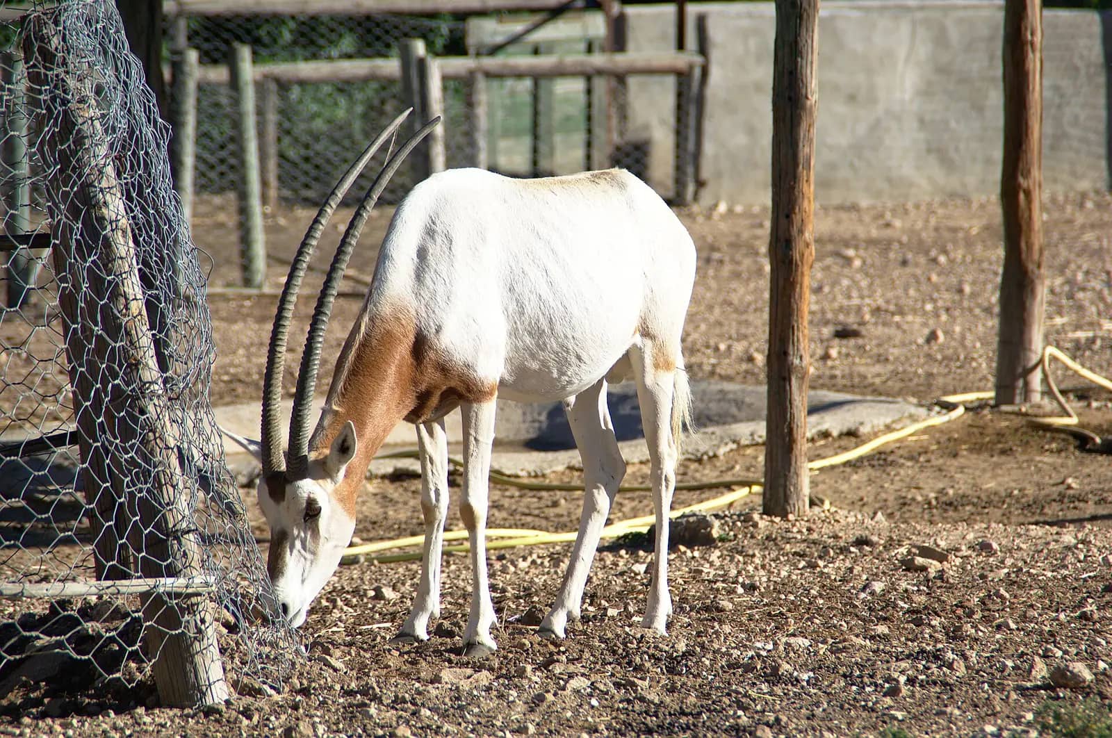 A scimitar oryx grazing in its enclosure at Friguia Park